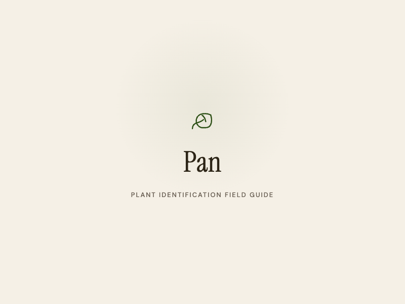 Pan